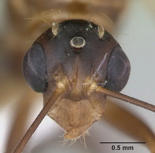 Camponotus zonatus specimen CASENT0173223 image casent0173223_2