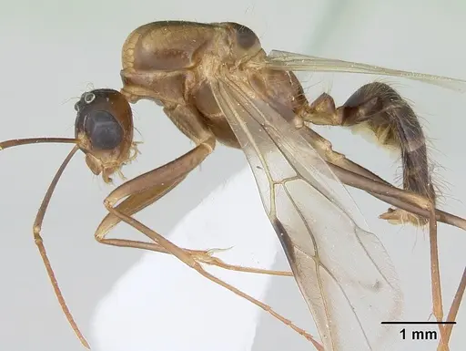 Camponotus zonatus specimen CASENT0173223 image casent0173223_3