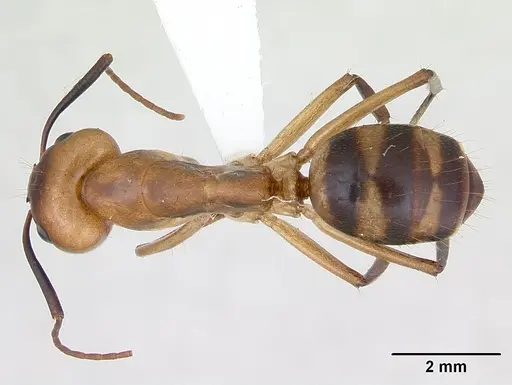Camponotus zonatus specimen CASENT0173224 image casent0173224_1
