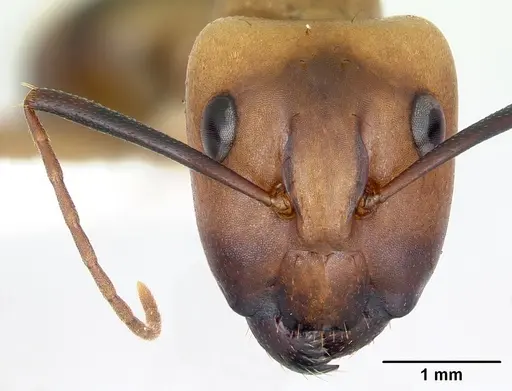 Camponotus zonatus specimen CASENT0173224 image casent0173224_2