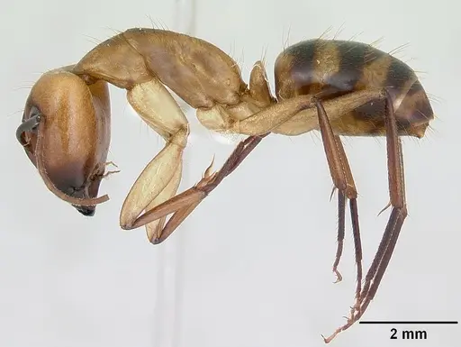 Camponotus zonatus specimen CASENT0173224 image casent0173224_3