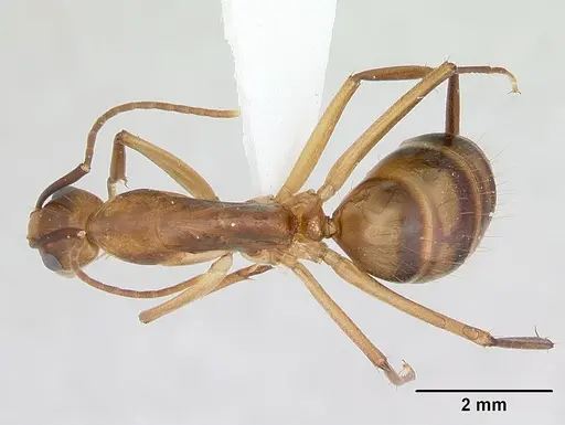 Camponotus zonatus specimen CASENT0173225 image casent0173225_1