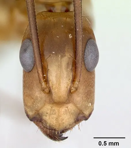 Camponotus zonatus specimen CASENT0173225 image casent0173225_2