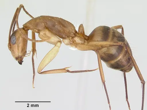 Camponotus zonatus specimen CASENT0173225 image casent0173225_3