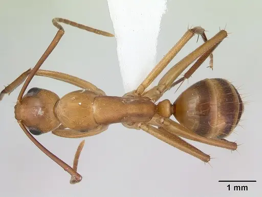 Camponotus zonatus specimen CASENT0173226 image casent0173226_1