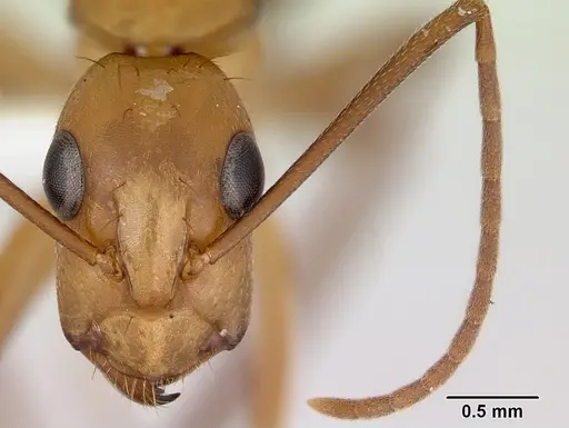 Camponotus zonatus specimen CASENT0173226 image casent0173226_2