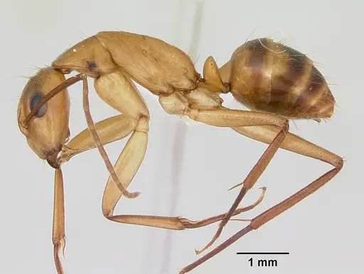 Camponotus zonatus specimen CASENT0173226 image casent0173226_3