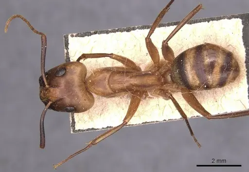 Camponotus zonatus specimen CASENT0905261 image casent0905261_1