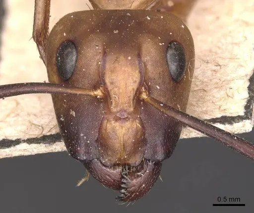 Camponotus zonatus specimen CASENT0905261 image casent0905261_2