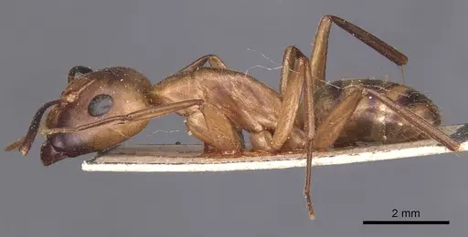 Camponotus zonatus specimen CASENT0905261 image casent0905261_3