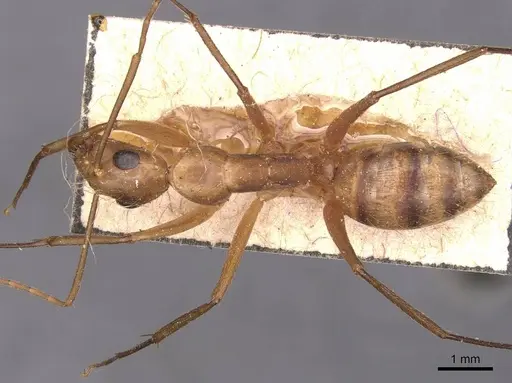 Camponotus zonatus specimen CASENT0905262 image casent0905262_1