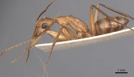 Camponotus zonatus specimen CASENT0905262 image casent0905262_3