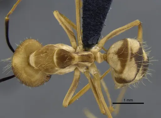 Camponotus zonatus specimen CBUMAGENT41795 image cbumagent41795_1