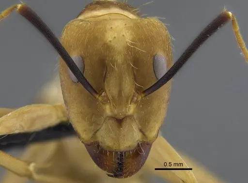 Camponotus zonatus specimen CBUMAGENT41795 image cbumagent41795_2