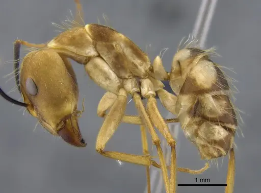 Camponotus zonatus specimen CBUMAGENT41795 image cbumagent41795_3