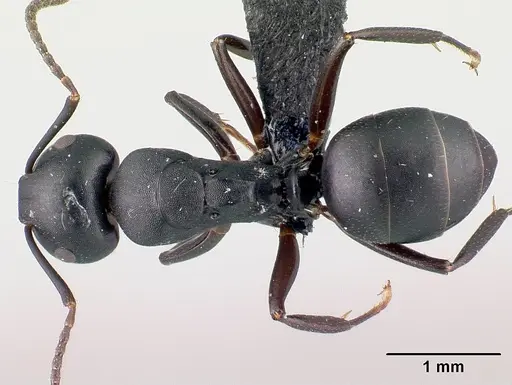 Camponotus zoro specimen CASENT0049853 image casent0049853_1
