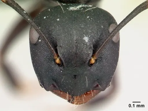 Camponotus zoro specimen CASENT0049853 image casent0049853_2