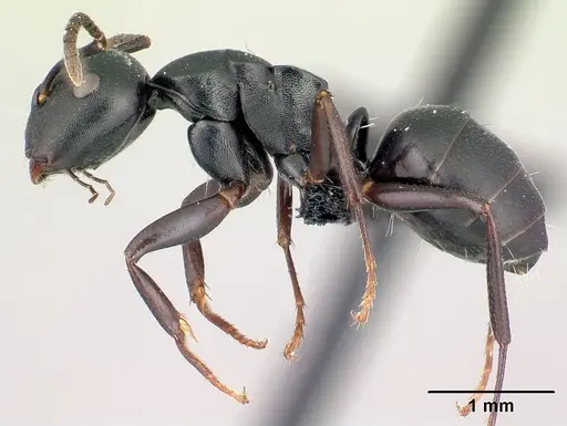 Camponotus zoro specimen CASENT0049853 image casent0049853_3