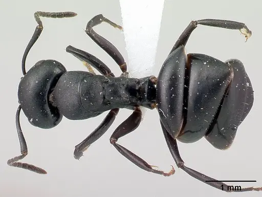Camponotus zoro specimen CASENT0409150 image casent0409150_1