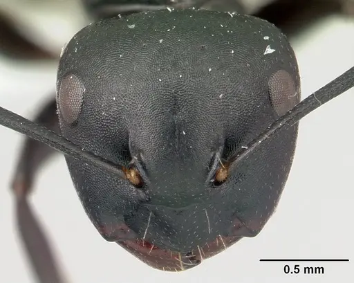 Camponotus zoro specimen CASENT0409150 image casent0409150_2