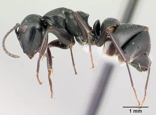 Camponotus zoro specimen CASENT0409150 image casent0409150_3