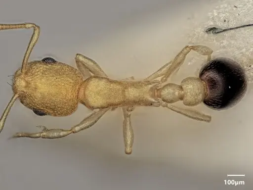 Cardiocondyla allonivalis specimen ANTWEB1048502 image antweb1048502_1
