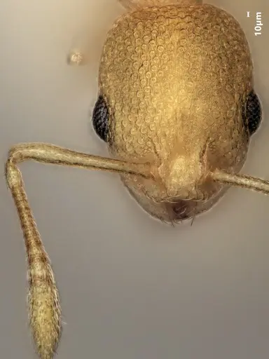 Cardiocondyla allonivalis specimen ANTWEB1048502 image antweb1048502_2