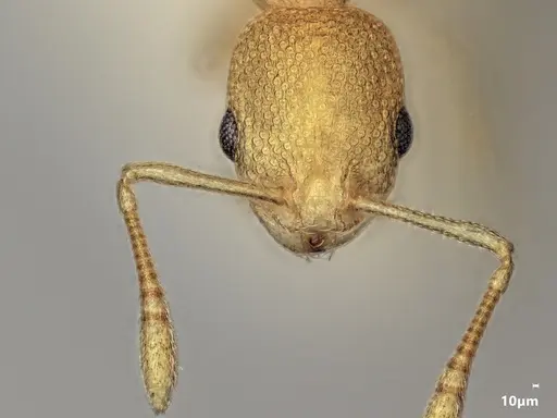 Cardiocondyla allonivalis specimen ANTWEB1048502 image antweb1048502_3
