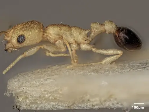 Cardiocondyla allonivalis specimen ANTWEB1048502 image antweb1048502_4
