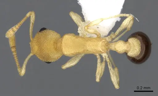 Cardiocondyla allonivalis specimen CASENT0914964 image casent0914964_1