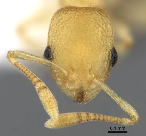 Cardiocondyla allonivalis specimen CASENT0914964 image casent0914964_2