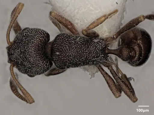 Cardiocondyla argentea specimen ANTWEB1048503 image antweb1048503_1