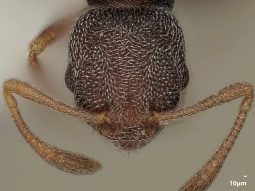 Cardiocondyla argentea specimen ANTWEB1048503 image antweb1048503_2