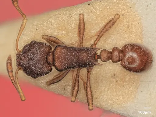 Cardiocondyla argyrotricha specimen ANTWEB1048504 image antweb1048504_1