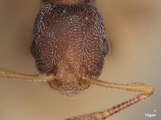 Cardiocondyla argyrotricha specimen ANTWEB1048504 image antweb1048504_2