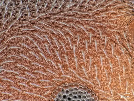 Cardiocondyla argyrotricha specimen ANTWEB1048504 image antweb1048504_3