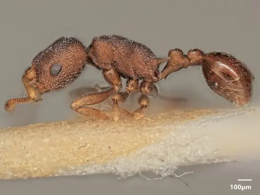 Cardiocondyla argyrotricha specimen ANTWEB1048504 image antweb1048504_4