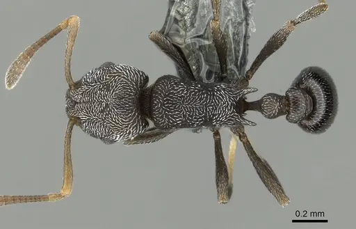 Cardiocondyla argyrotricha specimen CASENT0280593 image casent0280593_1