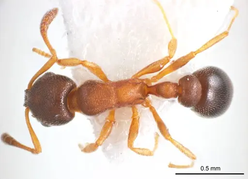 Cardiocondyla atalanta specimen ANTWEB1008623 image antweb1008623_1