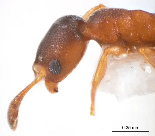 Cardiocondyla atalanta specimen ANTWEB1008623 image antweb1008623_3