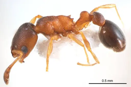 Cardiocondyla atalanta specimen ANTWEB1008623 image antweb1008623_4