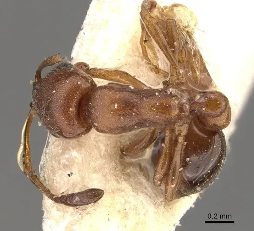 Cardiocondyla atalanta specimen CASENT0908343 image casent0908343_1