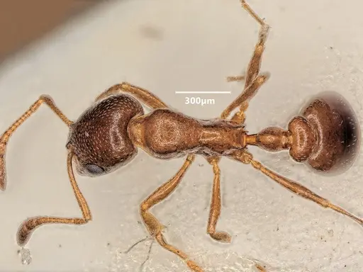 Cardiocondyla batesii specimen ANTWEB1048505 image antweb1048505_1