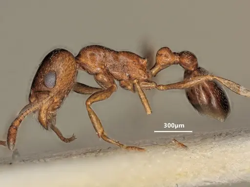 Cardiocondyla batesii specimen ANTWEB1048505 image antweb1048505_4