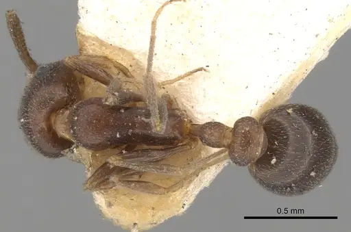 Cardiocondyla batesii specimen CASENT0281806 image casent0281806_1