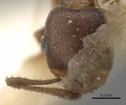 Cardiocondyla batesii specimen CASENT0281806 image casent0281806_2