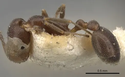 Cardiocondyla batesii specimen CASENT0281806 image casent0281806_3