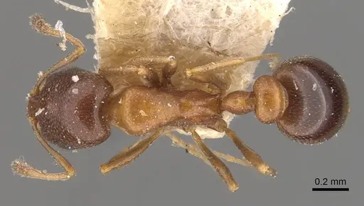 Cardiocondyla batesii specimen CASENT0908335 image casent0908335_1