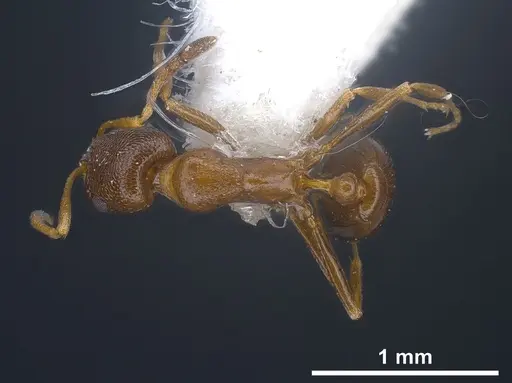 Cardiocondyla brachyceps specimen ANTWEB1041245 image antweb1041245_1
