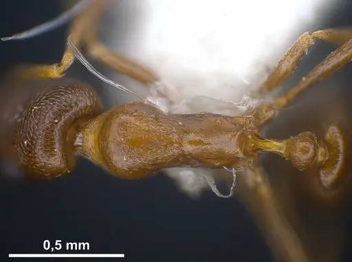 Cardiocondyla brachyceps specimen ANTWEB1041245 image antweb1041245_2